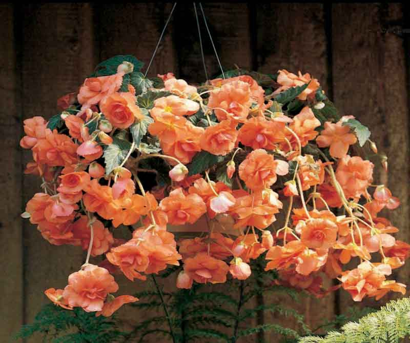 Begonia 'Hanging Basket Apricot'